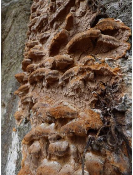On a moribund beech adjacent to various other fungus species in the New Forest, UK.